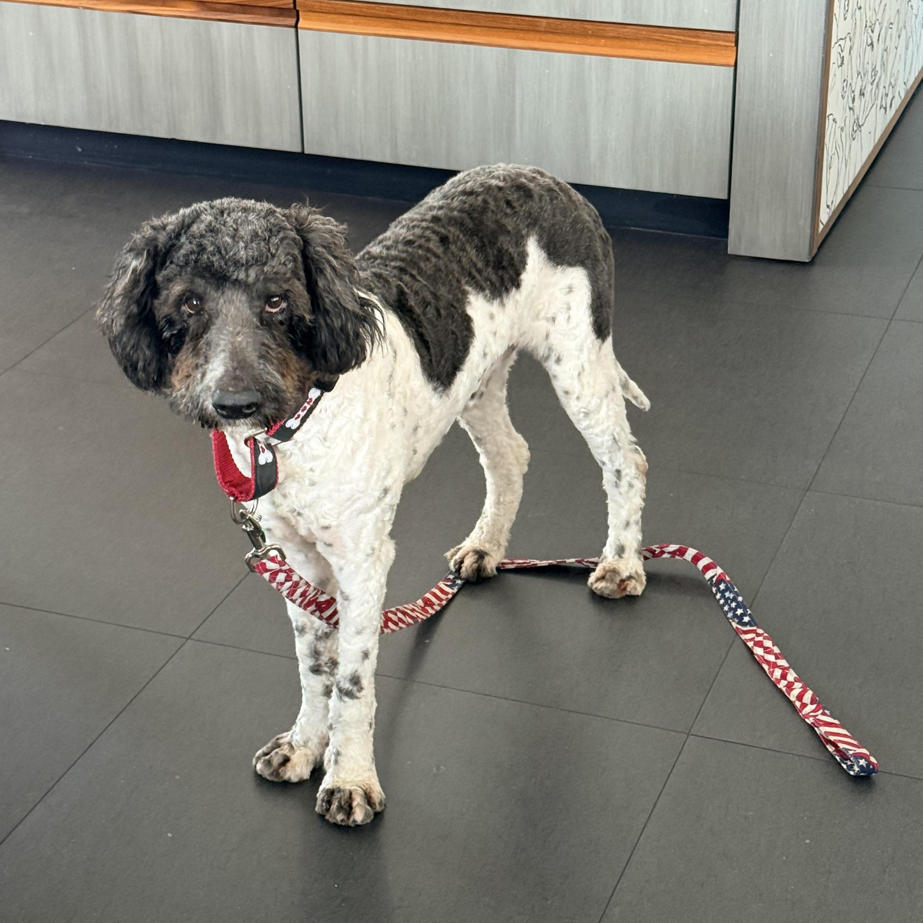 Enlarge BERNIE, a ADOPTABLE mixed breed in los angeles, CA image 2/6