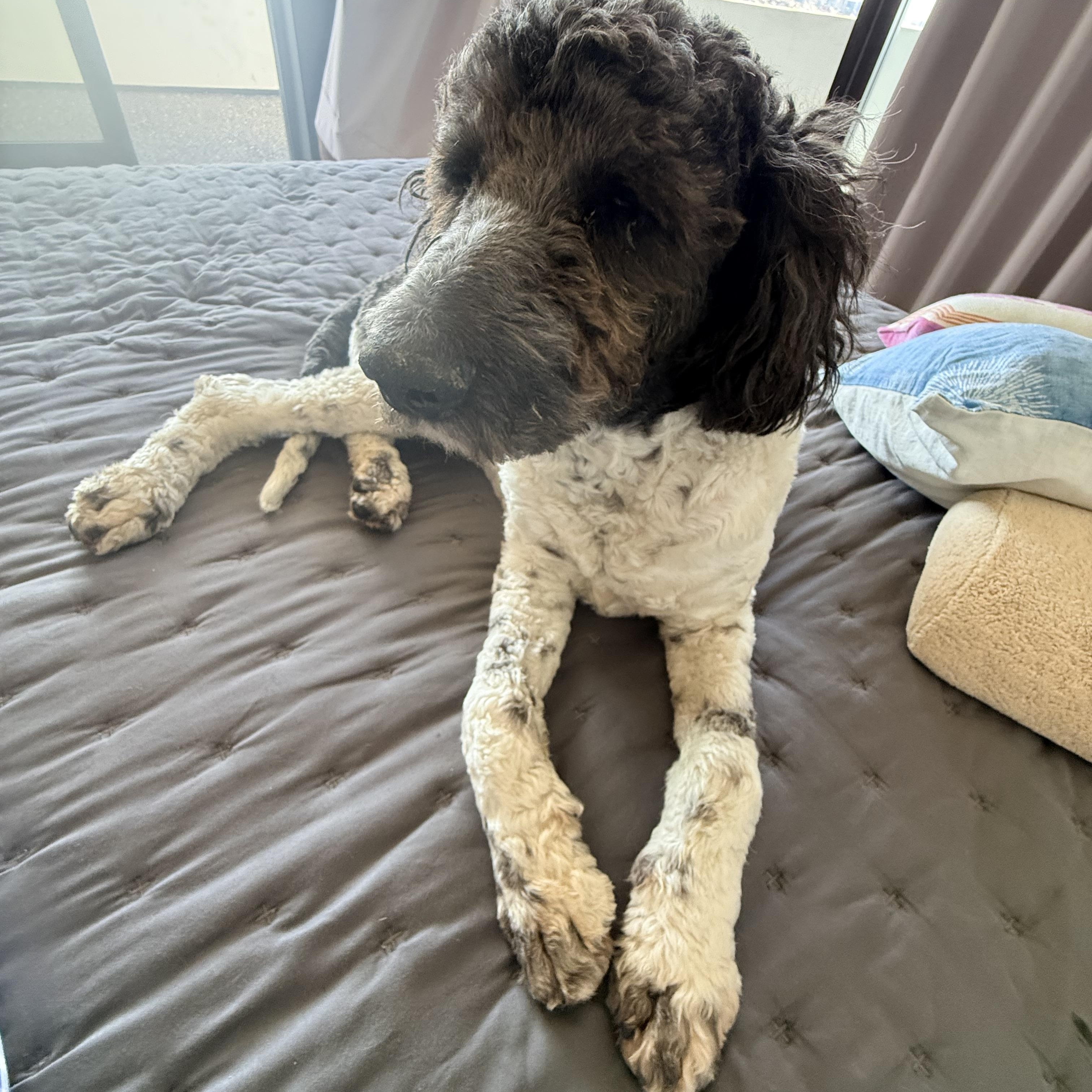 Enlarge BERNIE, a ADOPTABLE mixed breed in El Segundo, CA image 2/6