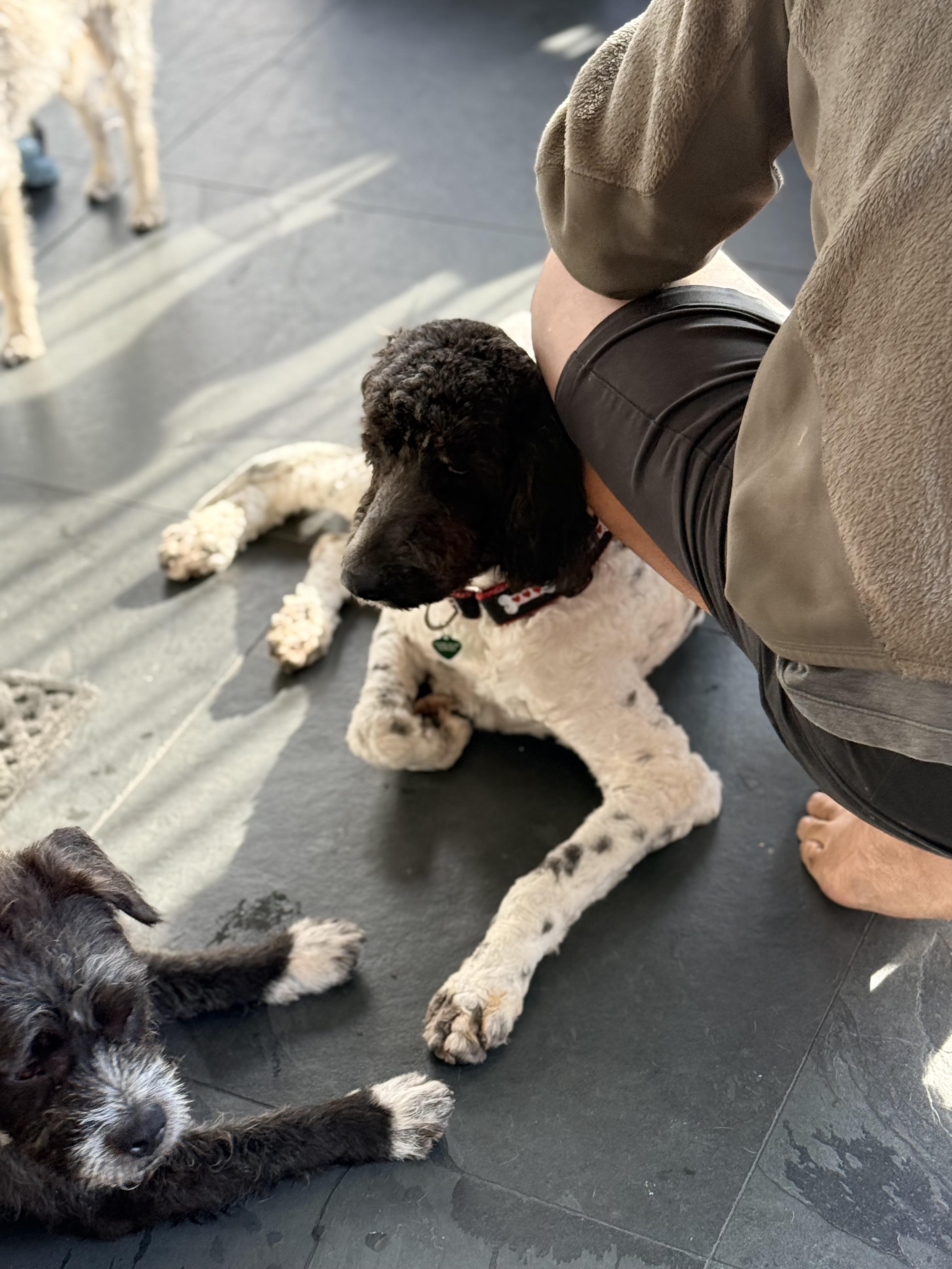 Enlarge BERNIE, a ADOPTABLE mixed breed in los angeles, CA image 3/6