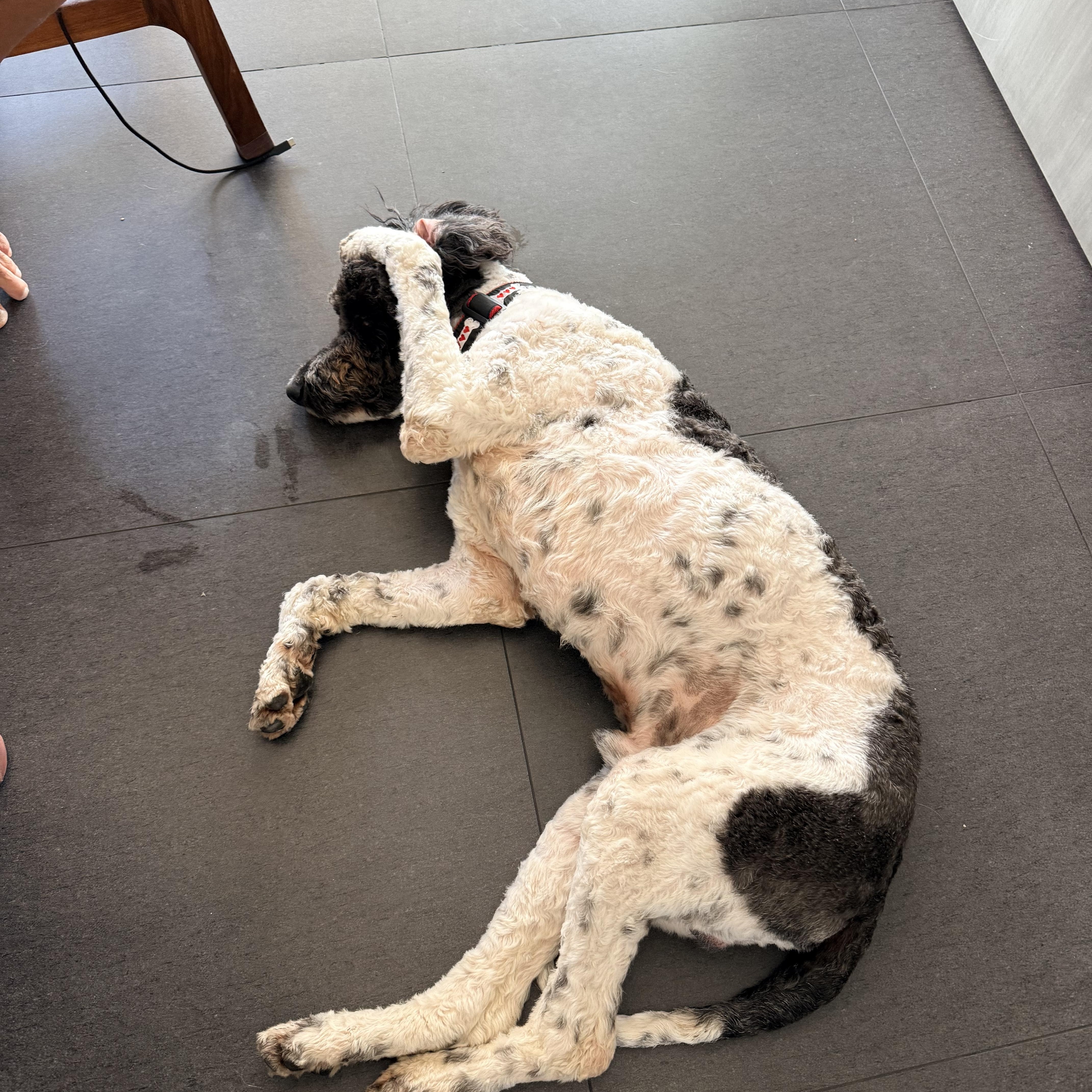 Enlarge BERNIE, a ADOPTABLE mixed breed in los angeles, CA image 5/6