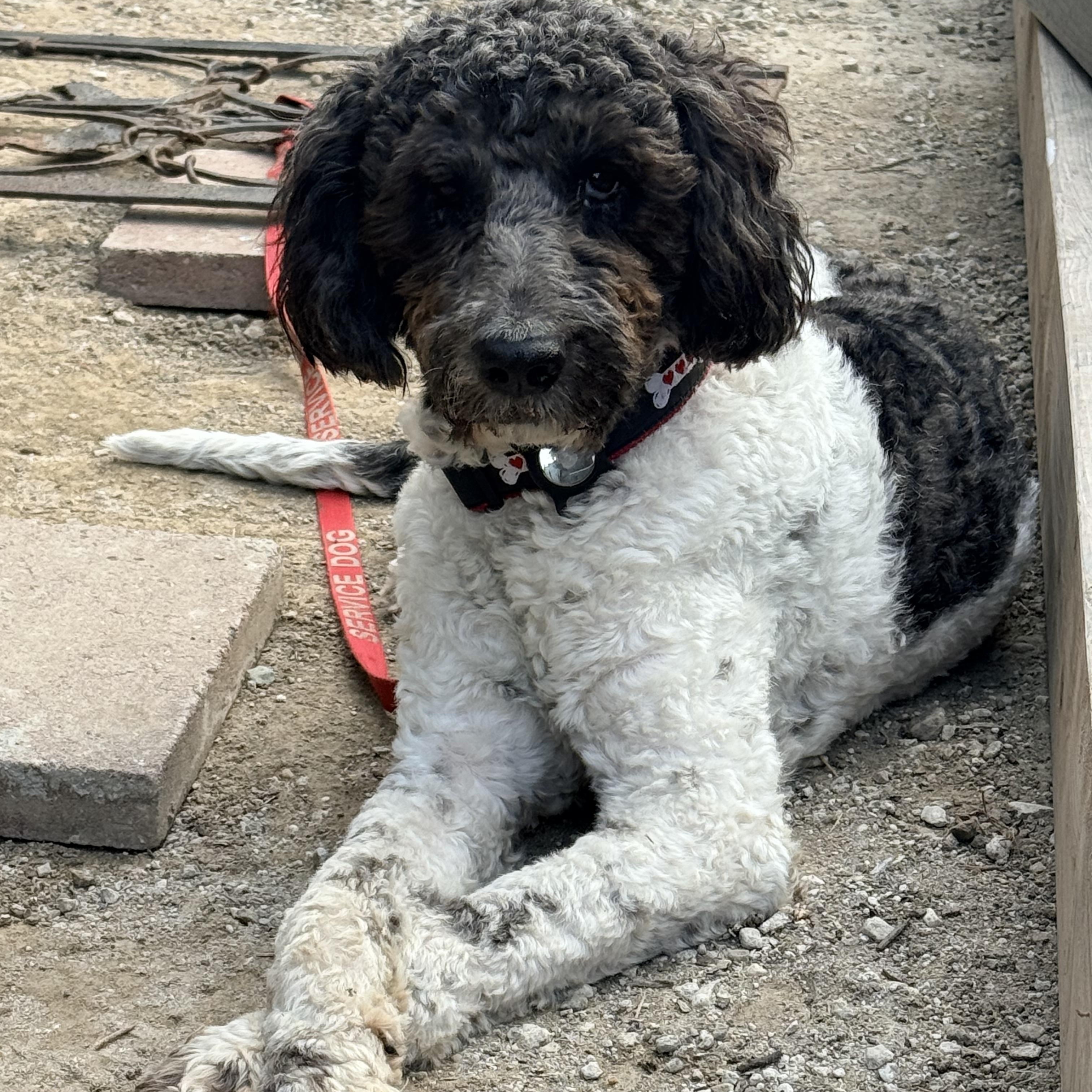 BERNIE, ADOPTABLE, Young Male Bernedoodle & Standard Schnauzer.