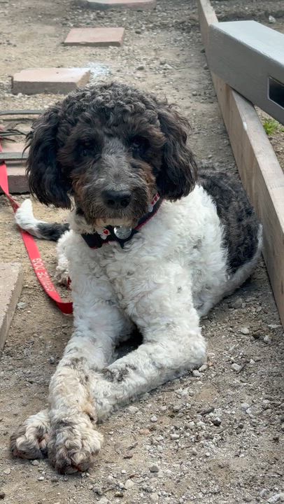 Enlarge BERNIE, a ADOPTABLE mixed breed in El Segundo, CA video 6/6