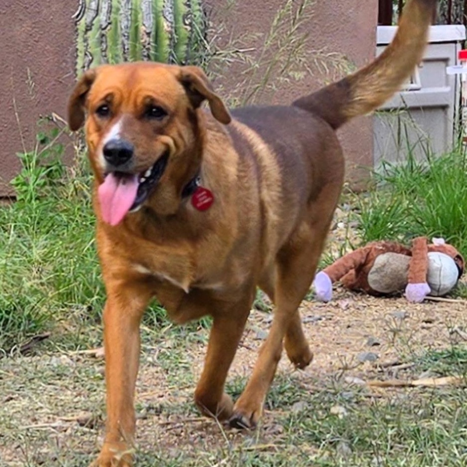 L.G., a Adoptable mixed breed in Oracle, AZ image 5/6