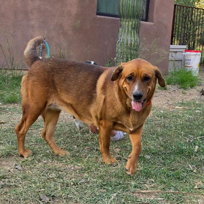 L.G., a Adoptable mixed breed in Oracle, AZ image 4/6