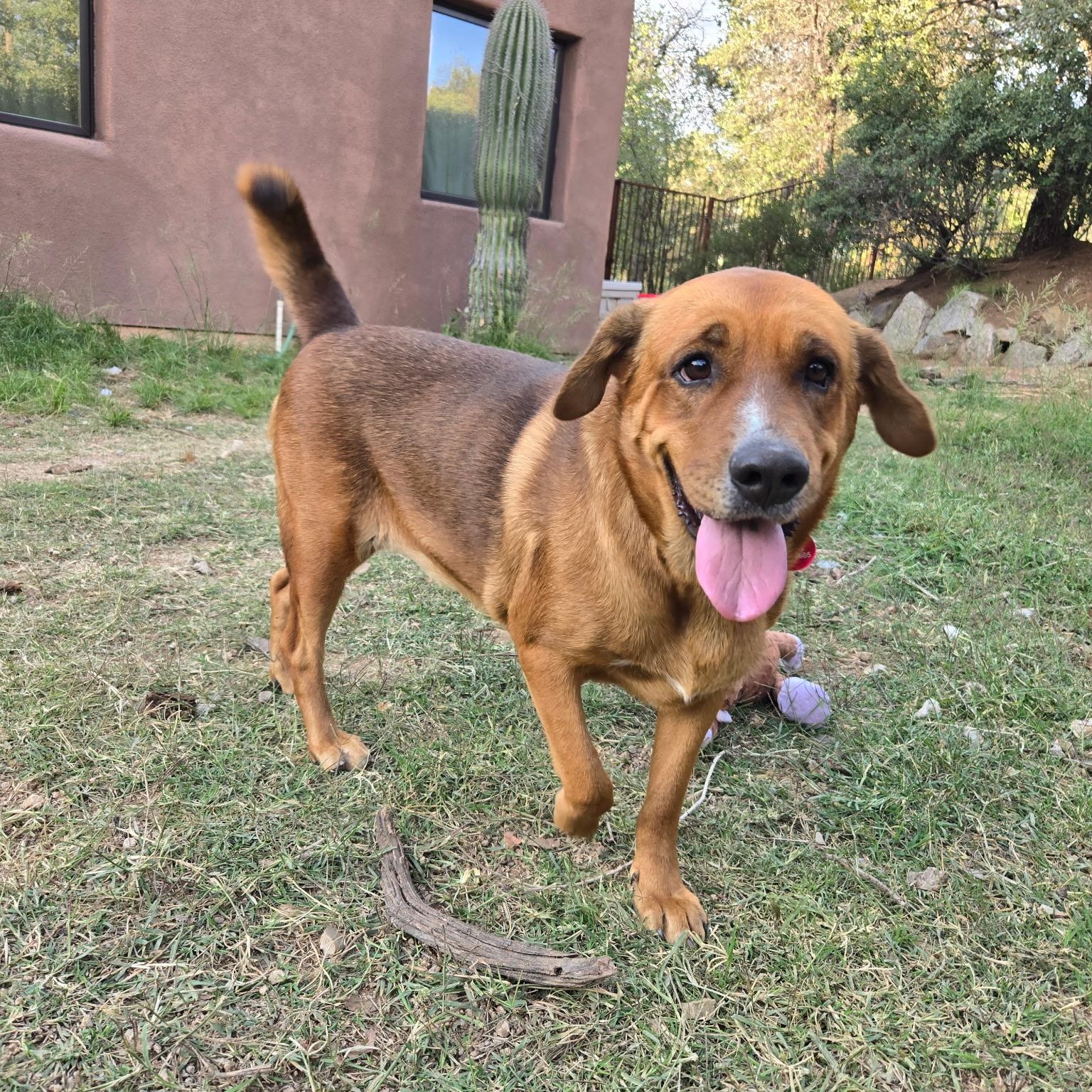L.G., Adoptable, Adult Female Redbone Coonhound.