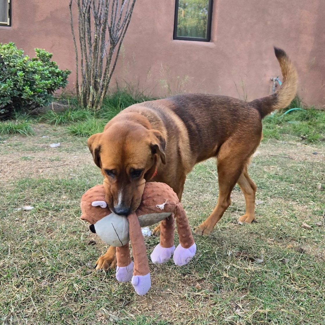 L.G., Adoptable, Adult Female Redbone Coonhound.
