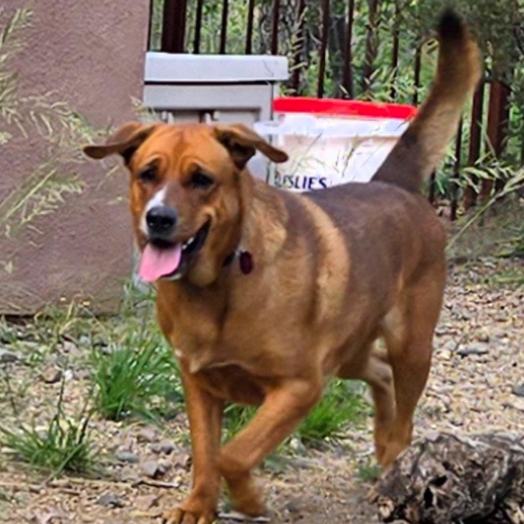 L.G., a Adoptable mixed breed in Oracle, AZ image 3/6