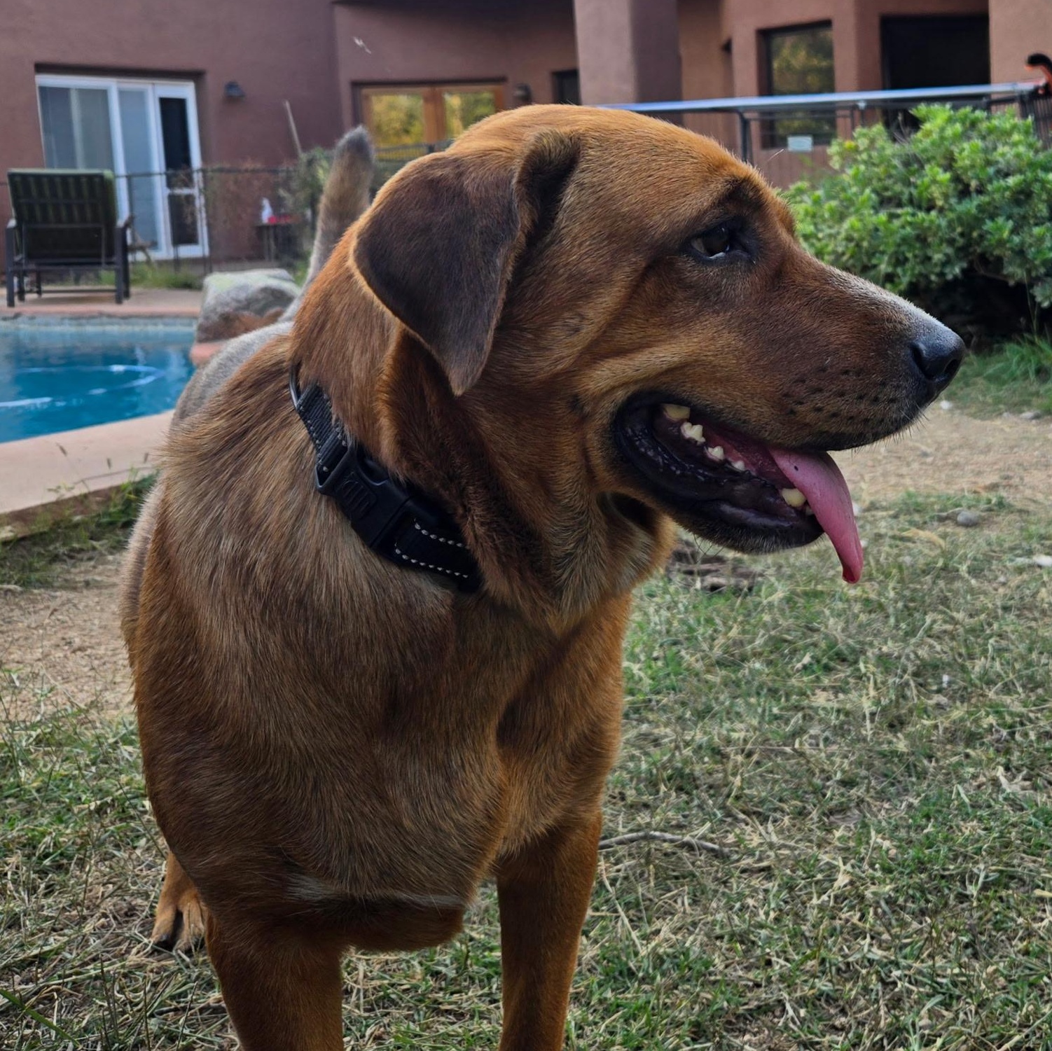 L.G., a Adoptable mixed breed in Oracle, AZ image 6/6