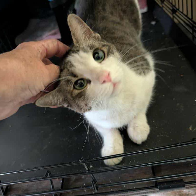 Enlarge Lexi, a Adoptable Domestic Medium Hair in Phoenix, AZ image 1/6