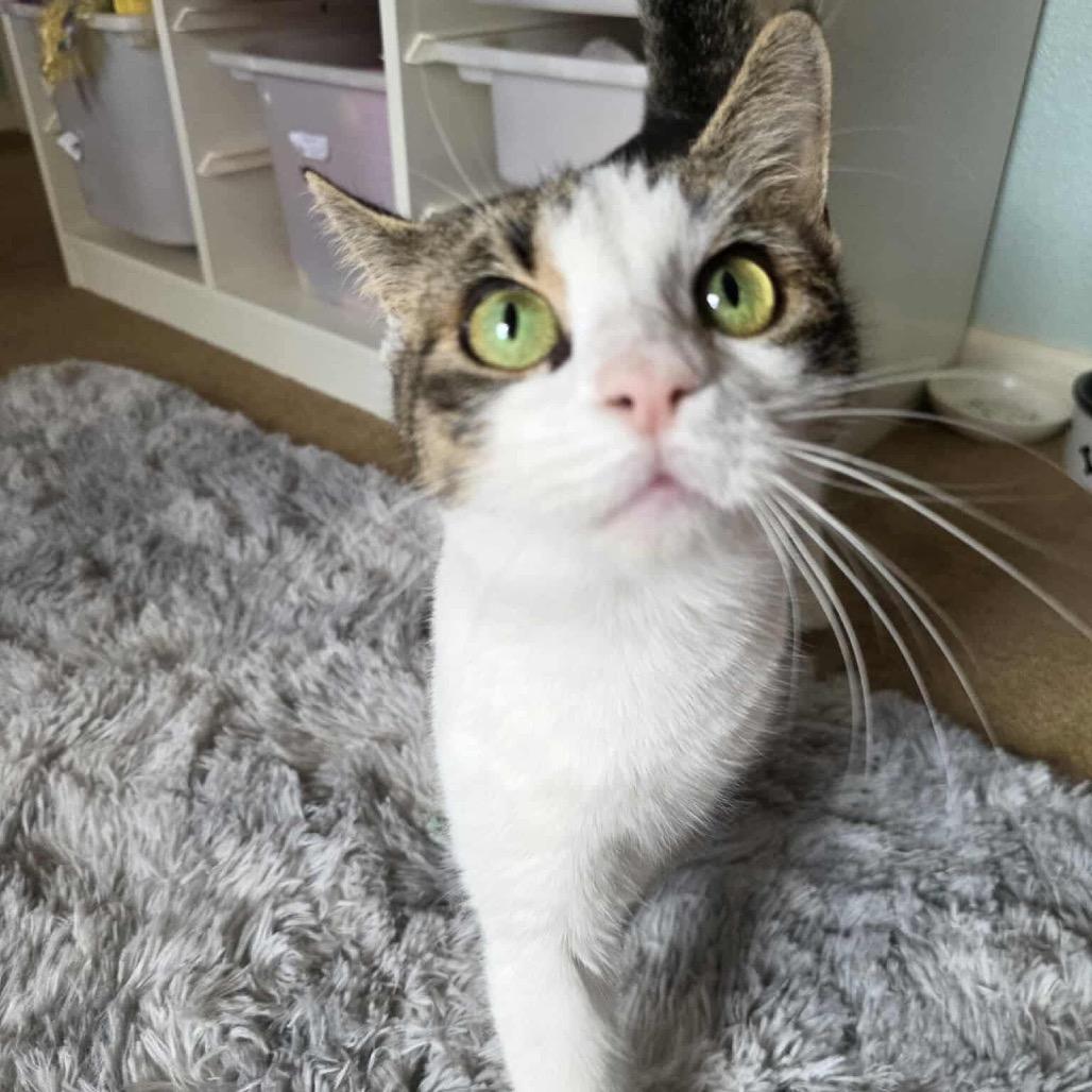 Lexi, Adoptable, Young Female Domestic Medium Hair.