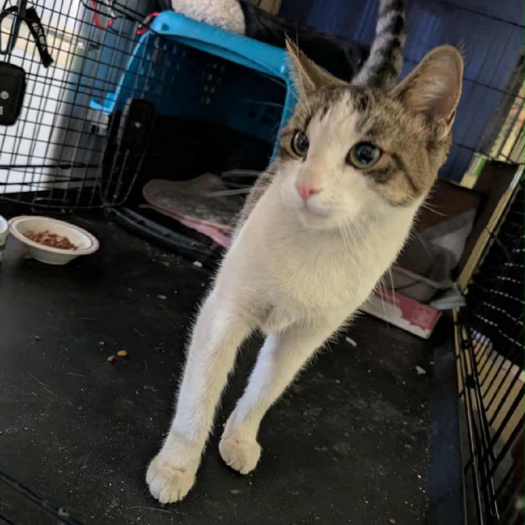 Enlarge Lexi, a Adoptable Domestic Medium Hair in Phoenix, AZ image 4/6