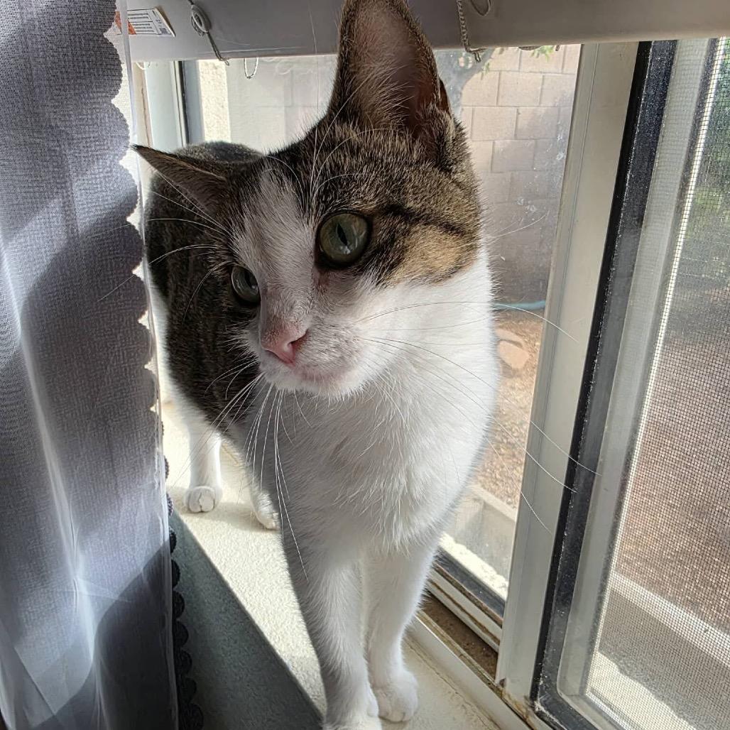 Enlarge Lexi, a Adoptable Domestic Medium Hair in Phoenix, AZ image 6/6