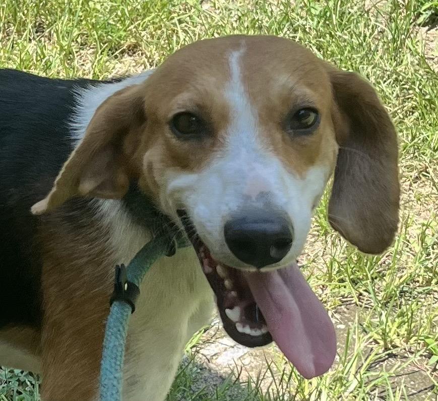 Vixen, this is one cute hound baby !  so tiny and sweet ! Kids, Cats and Dogs