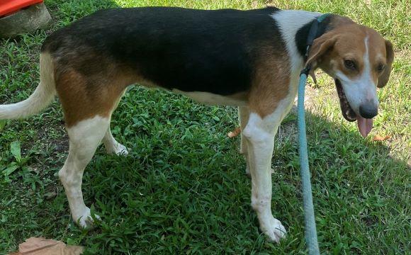 Vixen, this is one cute hound baby !  so tiny and sweet ! Kids, Cats and Dogs
