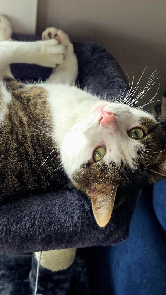Goose (@ Whisker Room Cat Cafe!), Adoptable, Adult Male Domestic Short Hair.