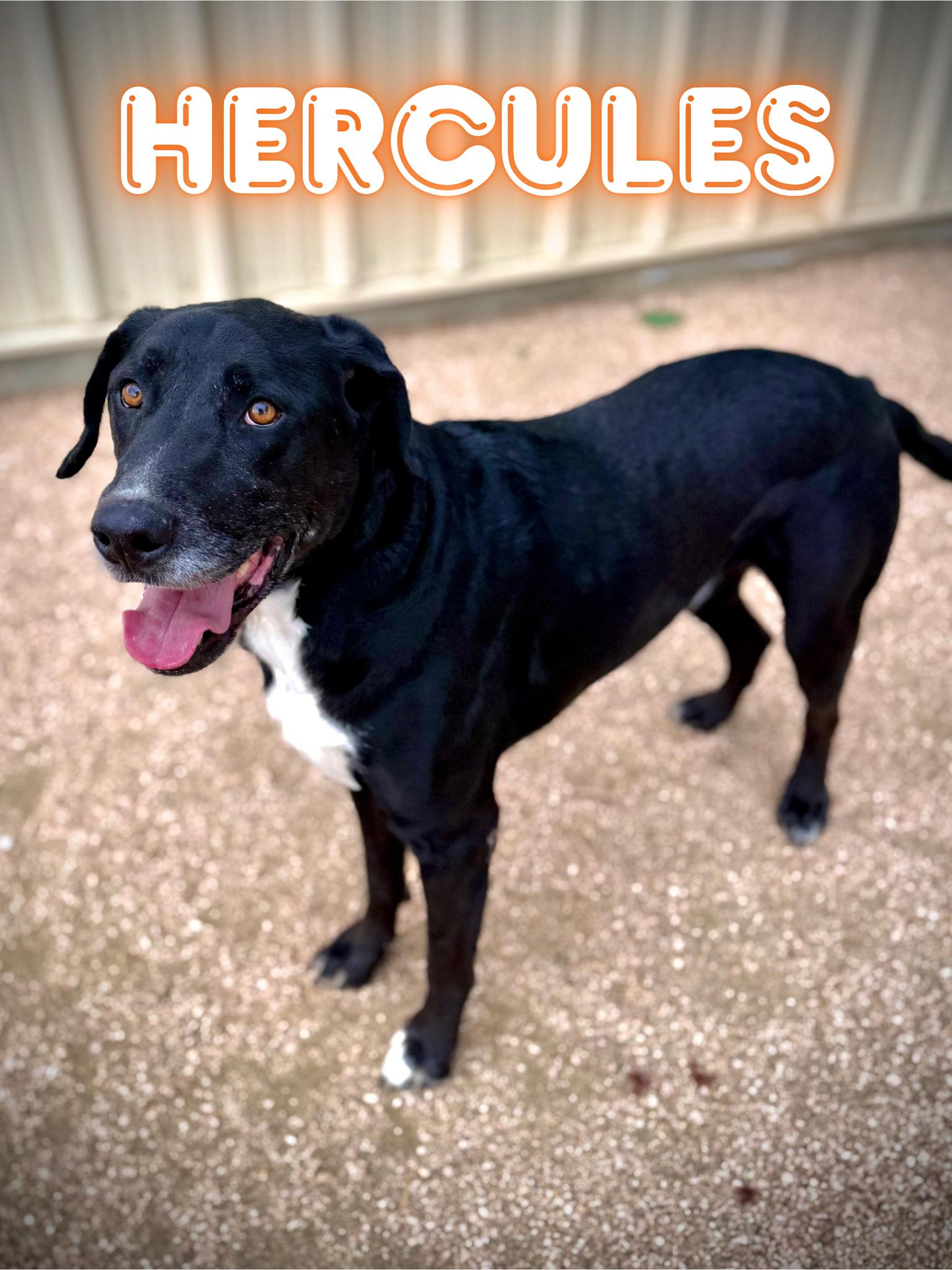 Enlarge Hercules, a ADOPTABLE mixed breed in Comfort, TX image 1/1