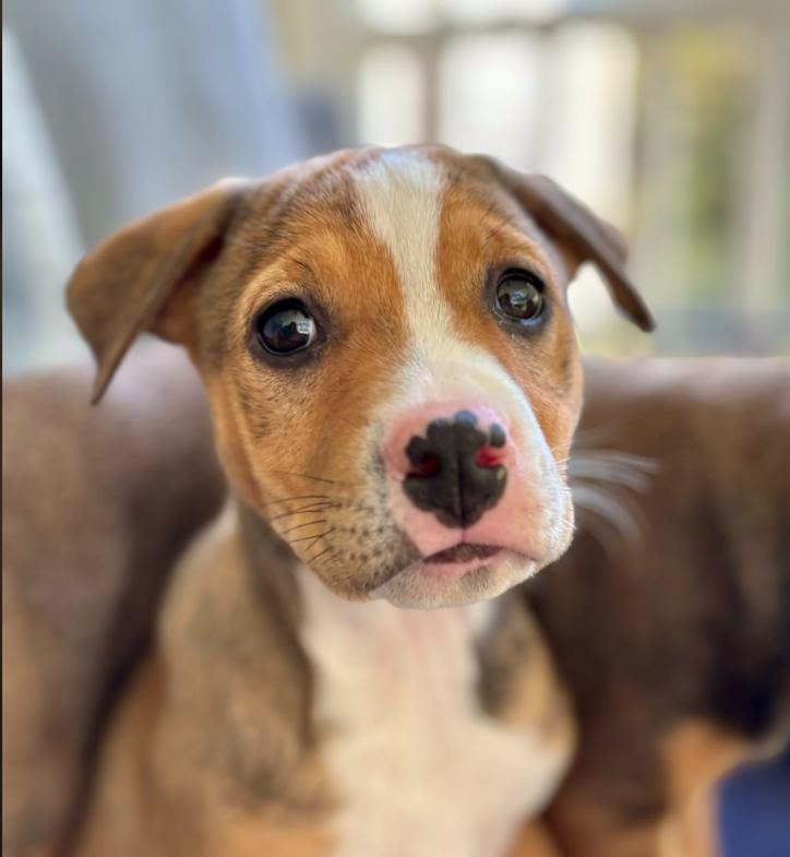 Clementine, an adopted mixed breed in Eutawville, SC image 4/5