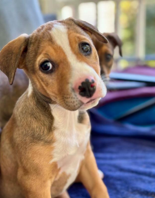 Clementine, an adopted mixed breed in Eutawville, SC image 5/5