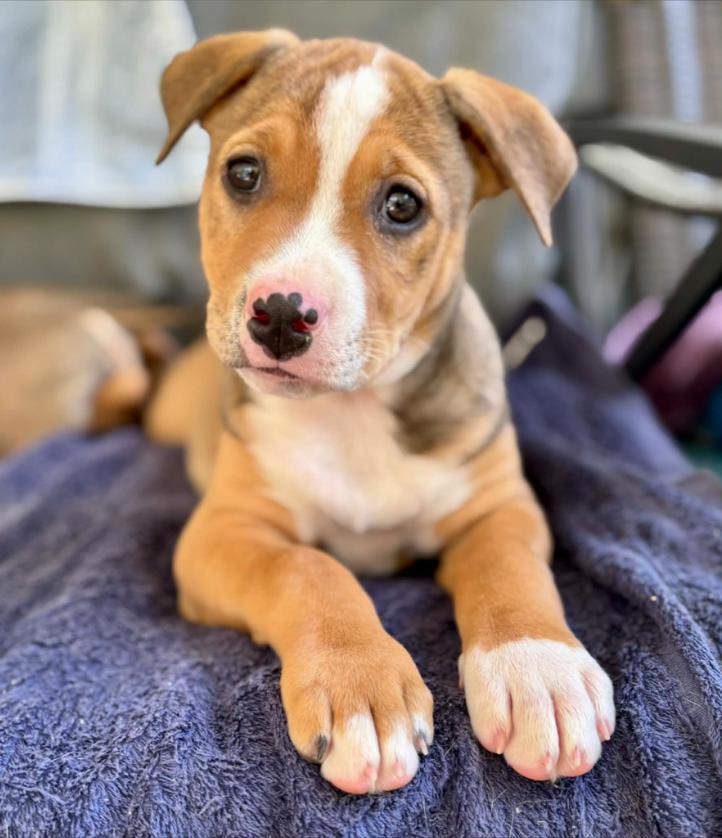 Clementine, an adopted mixed breed in Eutawville, SC image 1/5