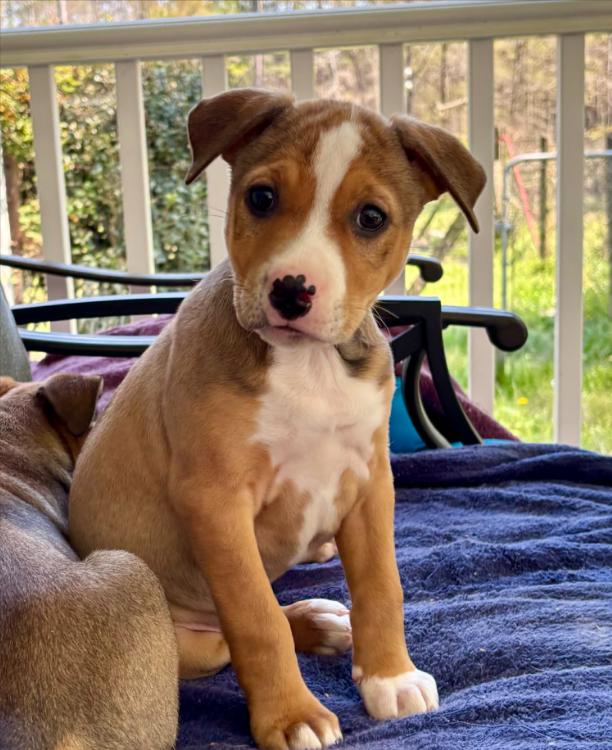 Clementine, an adopted mixed breed in Eutawville, SC image 3/5