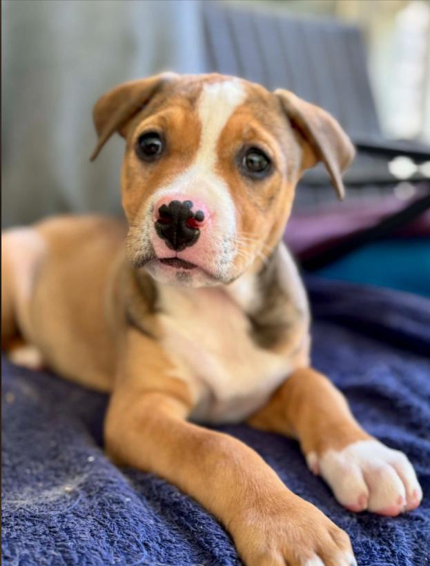 Clementine, an adopted mixed breed in Eutawville, SC image 2/5