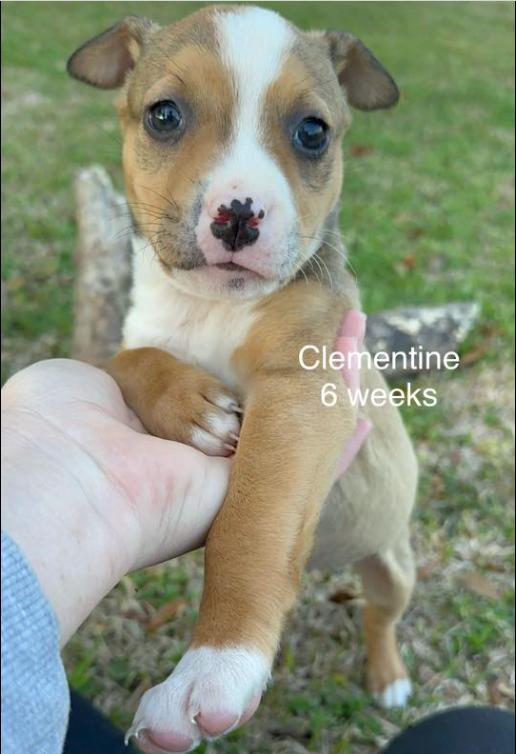 Enlarge Clementine, a Adoptable mixed breed in Eutawville, SC image 1/1
