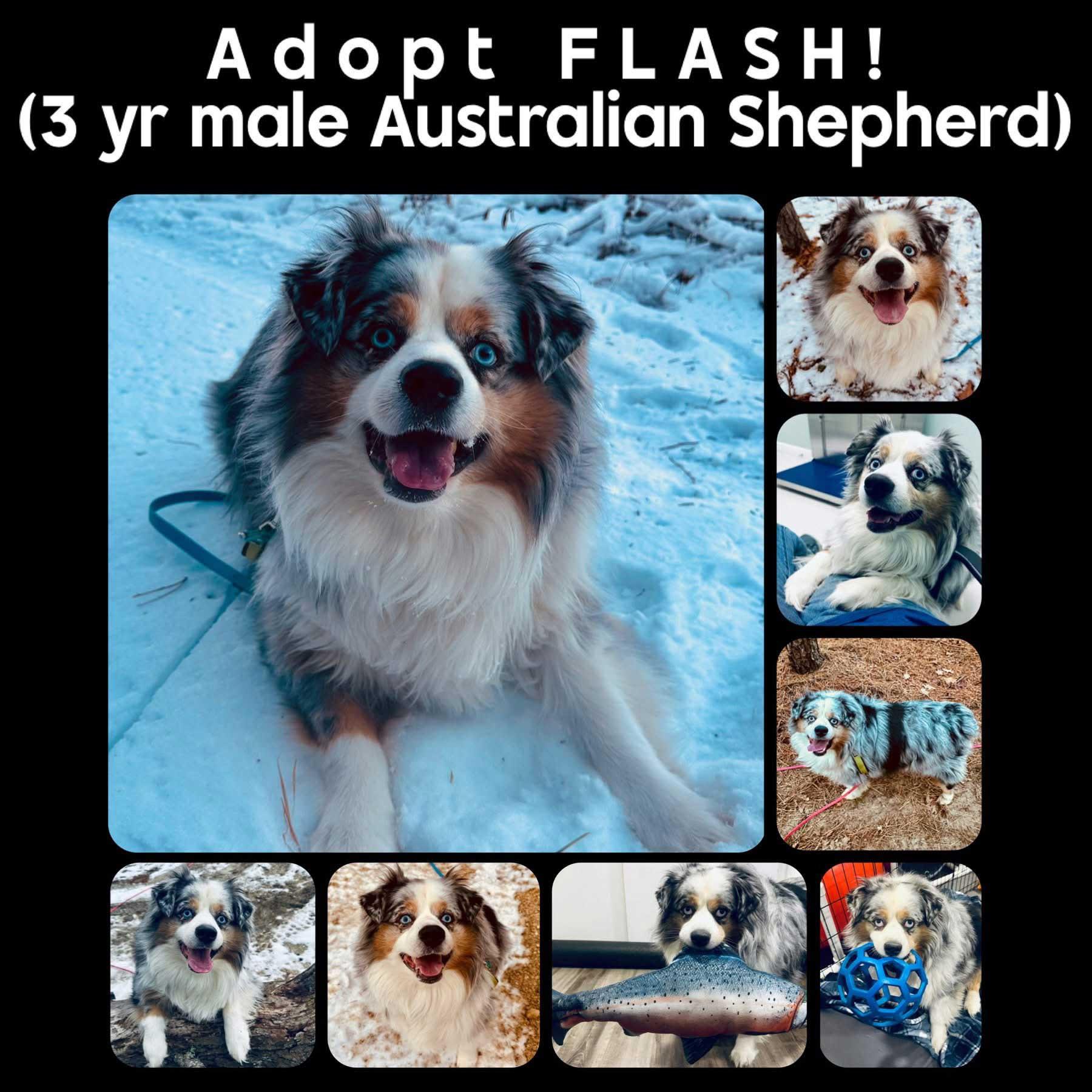 Flash, a ADOPTABLE Australian Shepherd in Berlin, NJ image 3/5