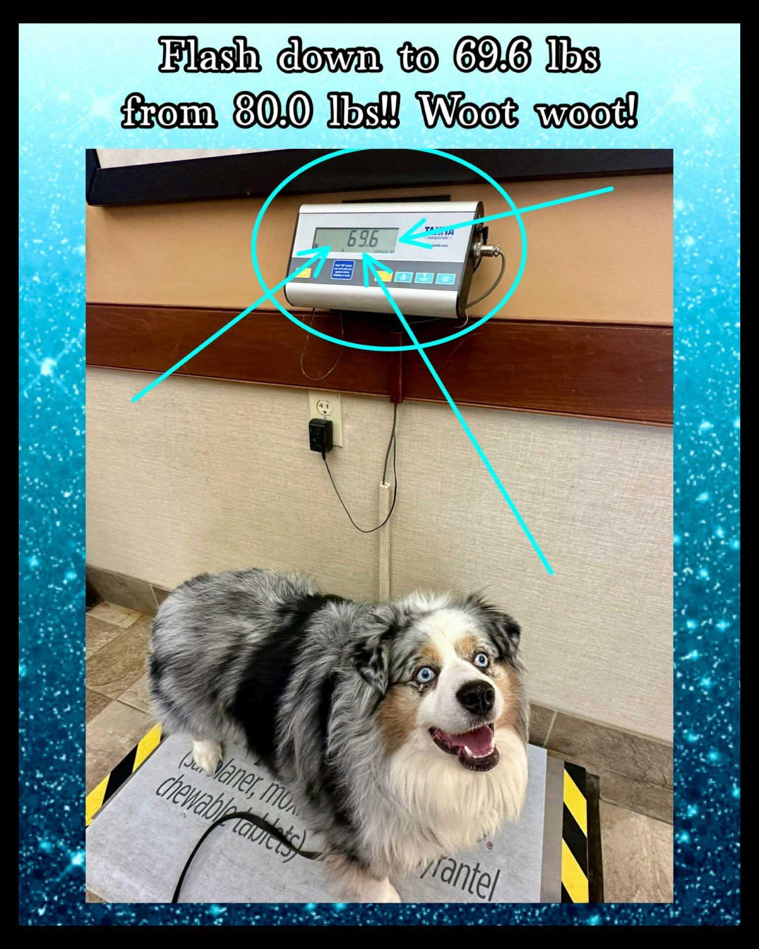 Flash, a ADOPTABLE Australian Shepherd in Berlin, NJ image 4/5