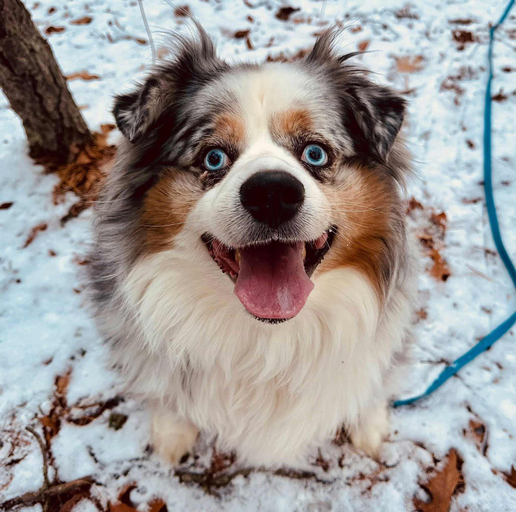 Flash, a ADOPTABLE Australian Shepherd in Berlin, NJ image 1/5