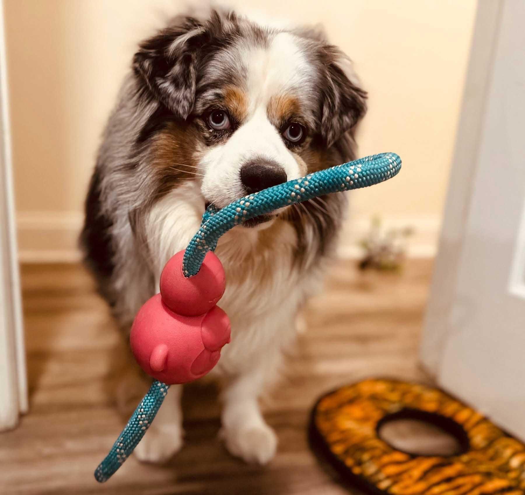 Flash, a ADOPTABLE Australian Shepherd in Berlin, NJ image 5/5