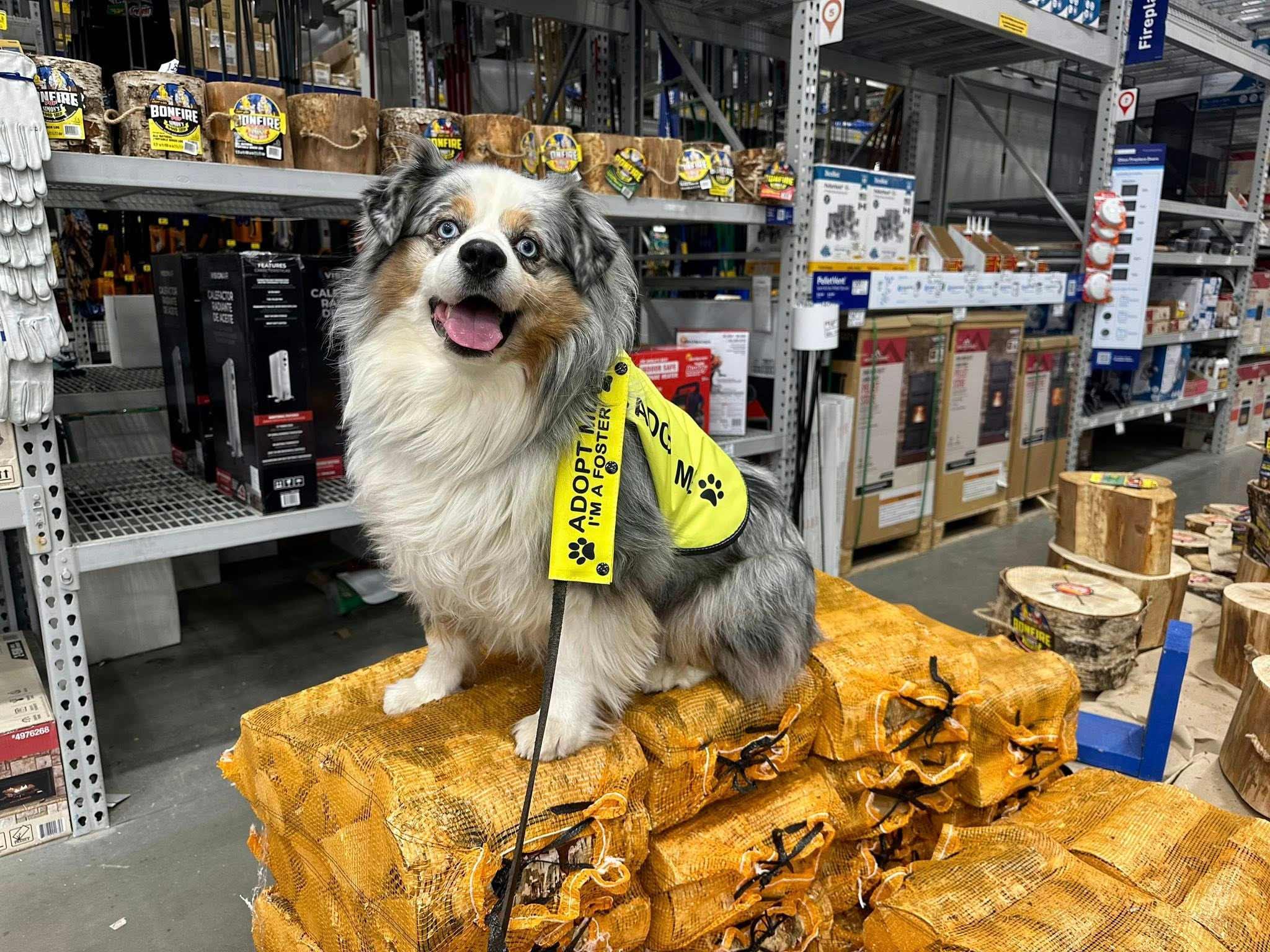 Flash, a ADOPTABLE Australian Shepherd in Berlin, NJ image 2/5