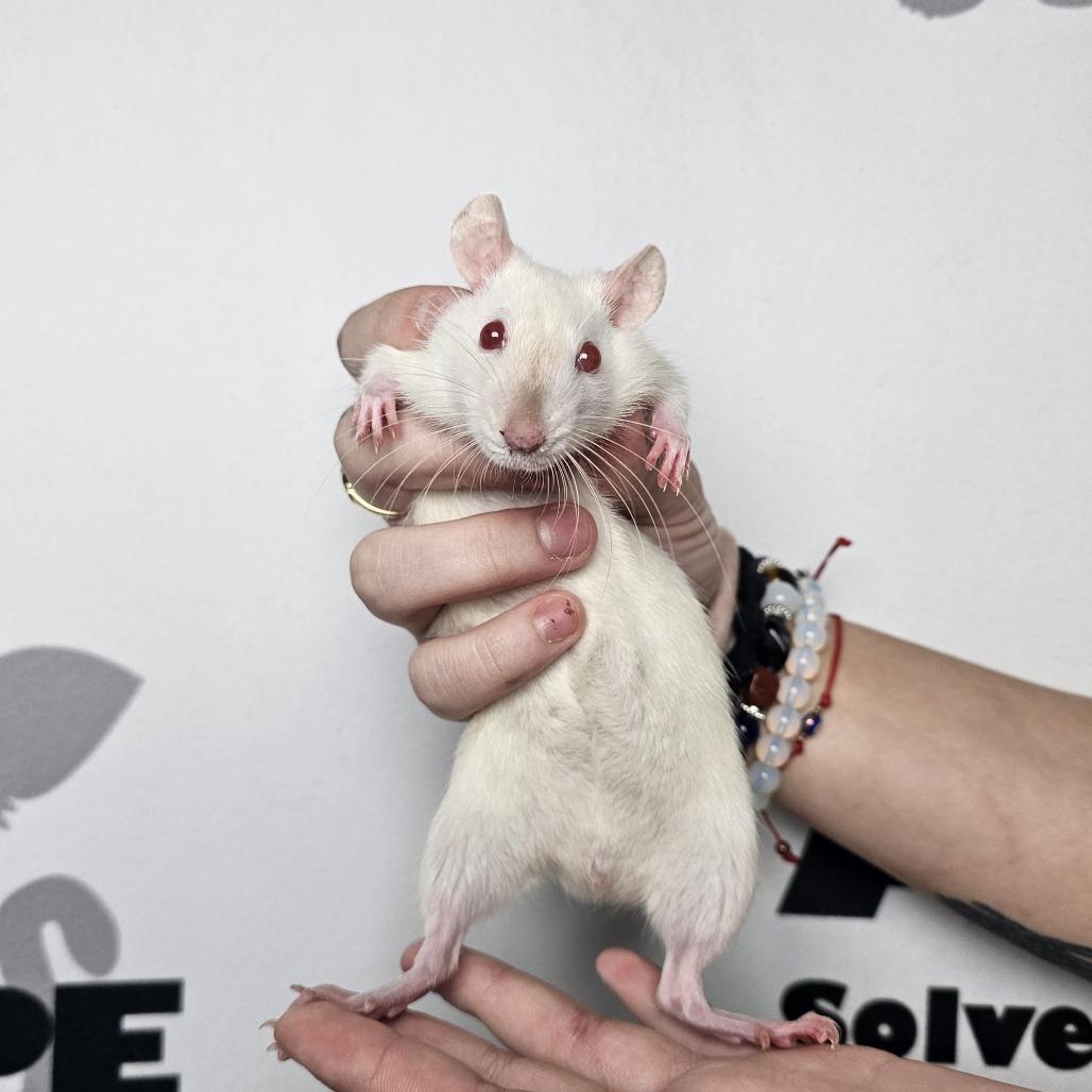 Enlarge Chester, a Adoptable Rat in Milton, FL image 2/2