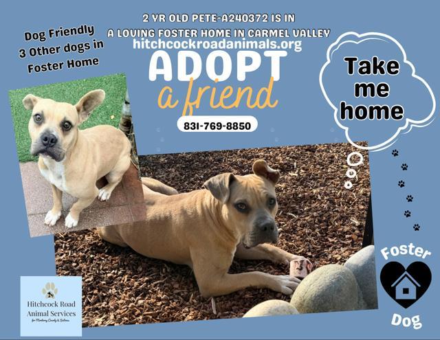 PETE, Adoptable, Young Male Pit Bull Terrier & Mixed Breed.