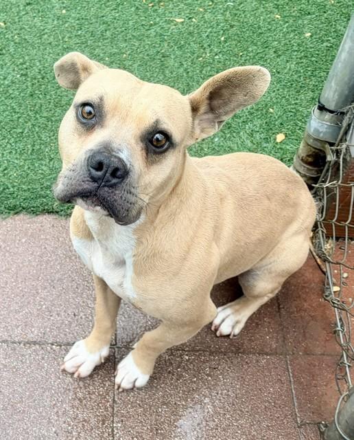 Enlarge PETE, a Adoptable mixed breed in Salinas, CA image 1/1