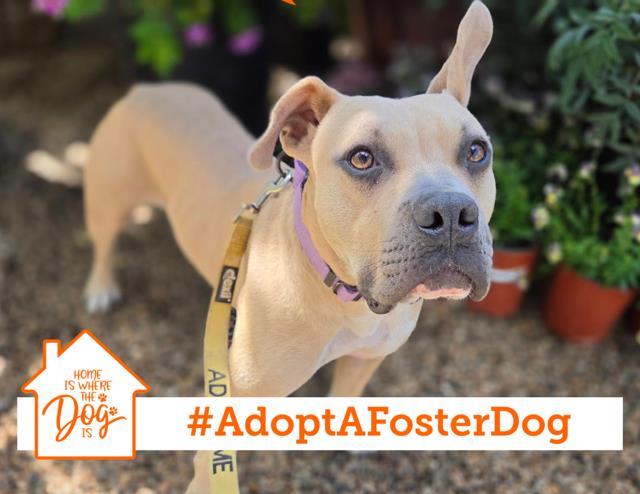 Enlarge PETE, a Adoptable mixed breed in Salinas, CA image 1/1