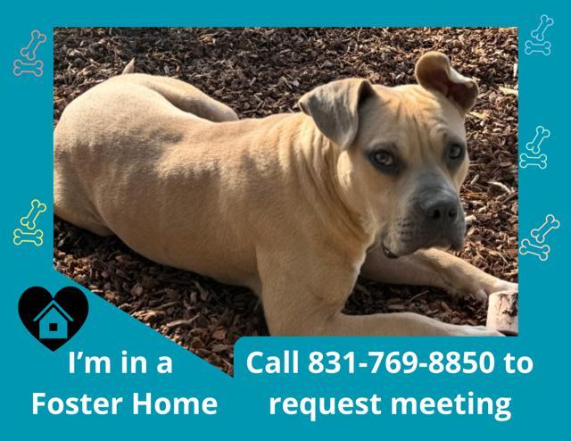 PETE, Adoptable, Young Male Pit Bull Terrier & Mixed Breed.