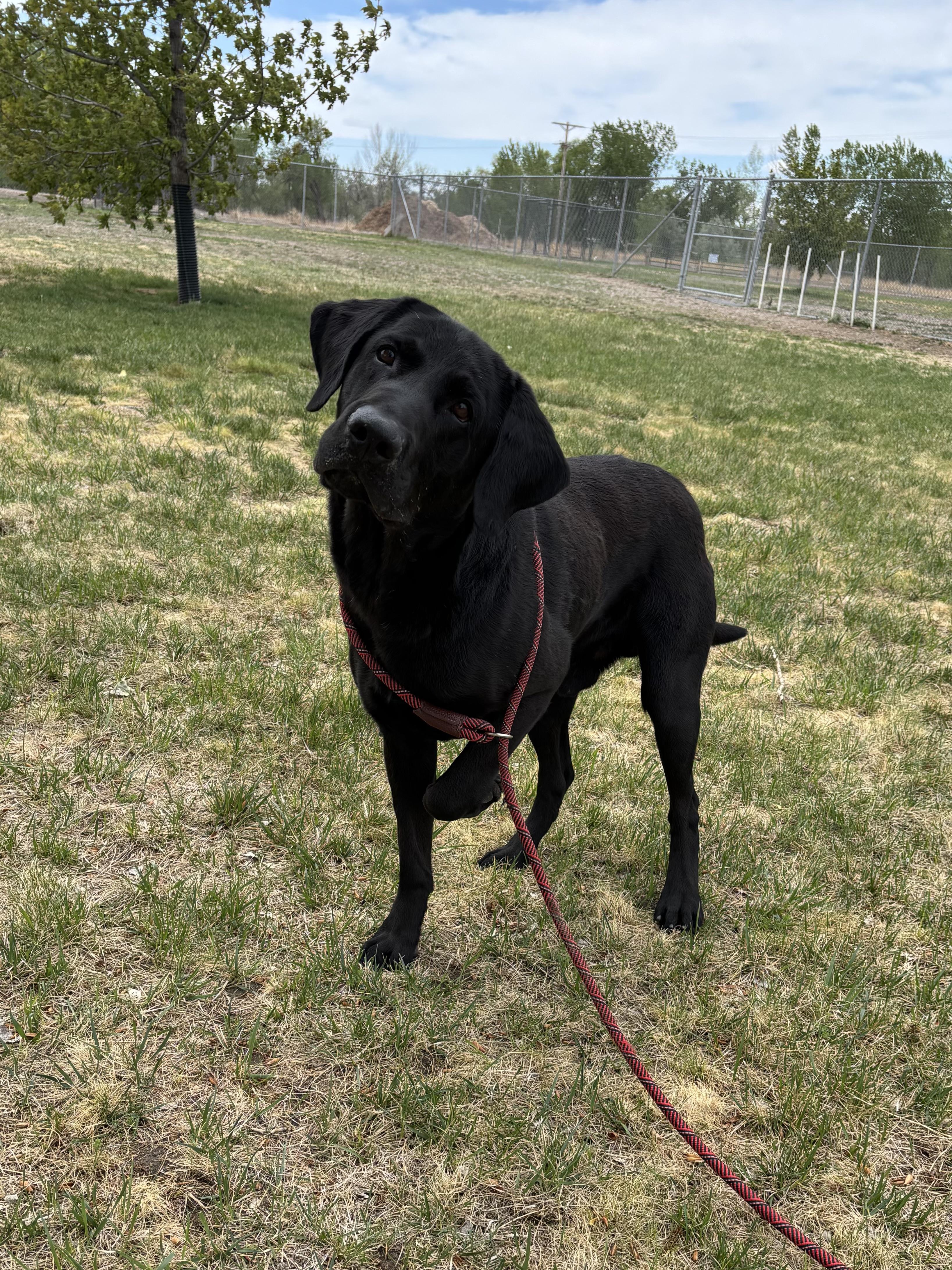 Enlarge Zeus, an adoptable Labrador Retriever in Torrington, WY image 3/3