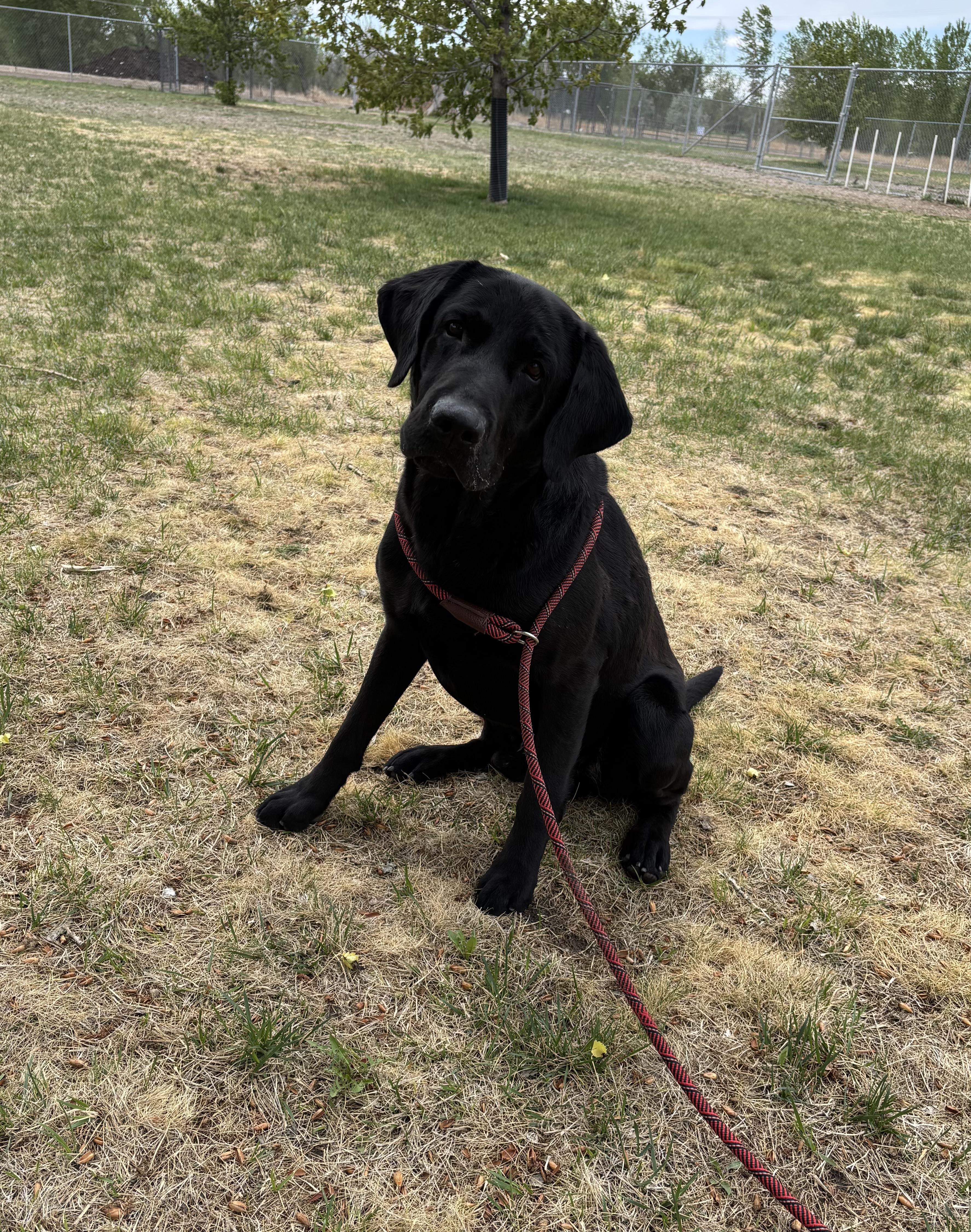 Enlarge Zeus, an adoptable Labrador Retriever in Torrington, WY image 2/3