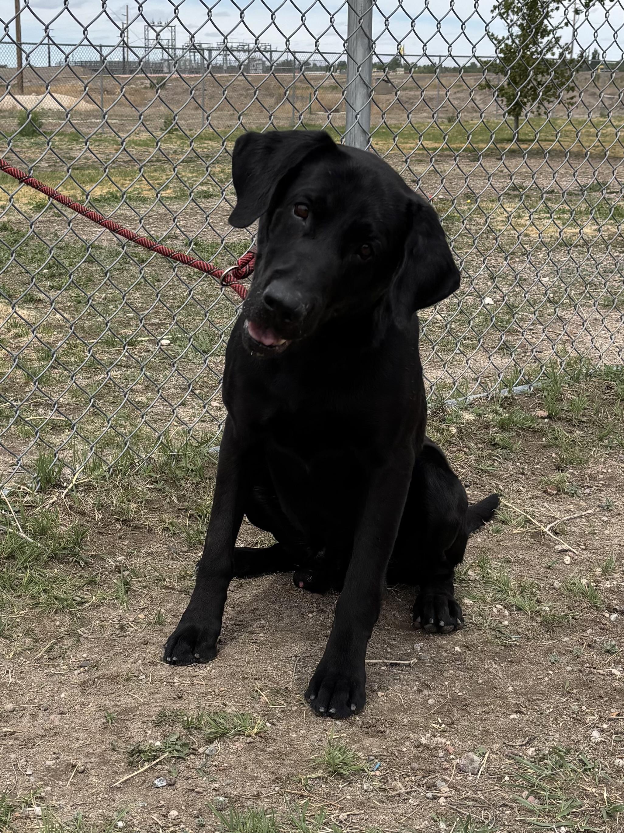 Zeus, adoptable, Adult Male Labrador Retriever.