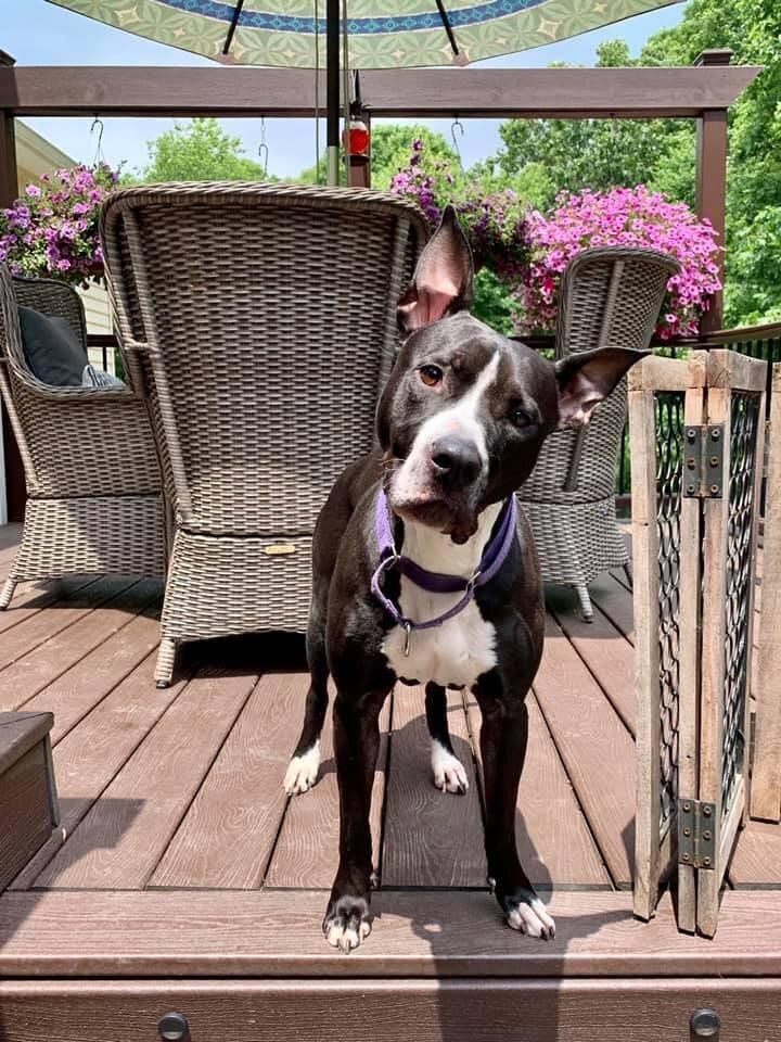 Enlarge Shelly, a Adoptable Pit Bull Terrier in New York, NY image 3/3