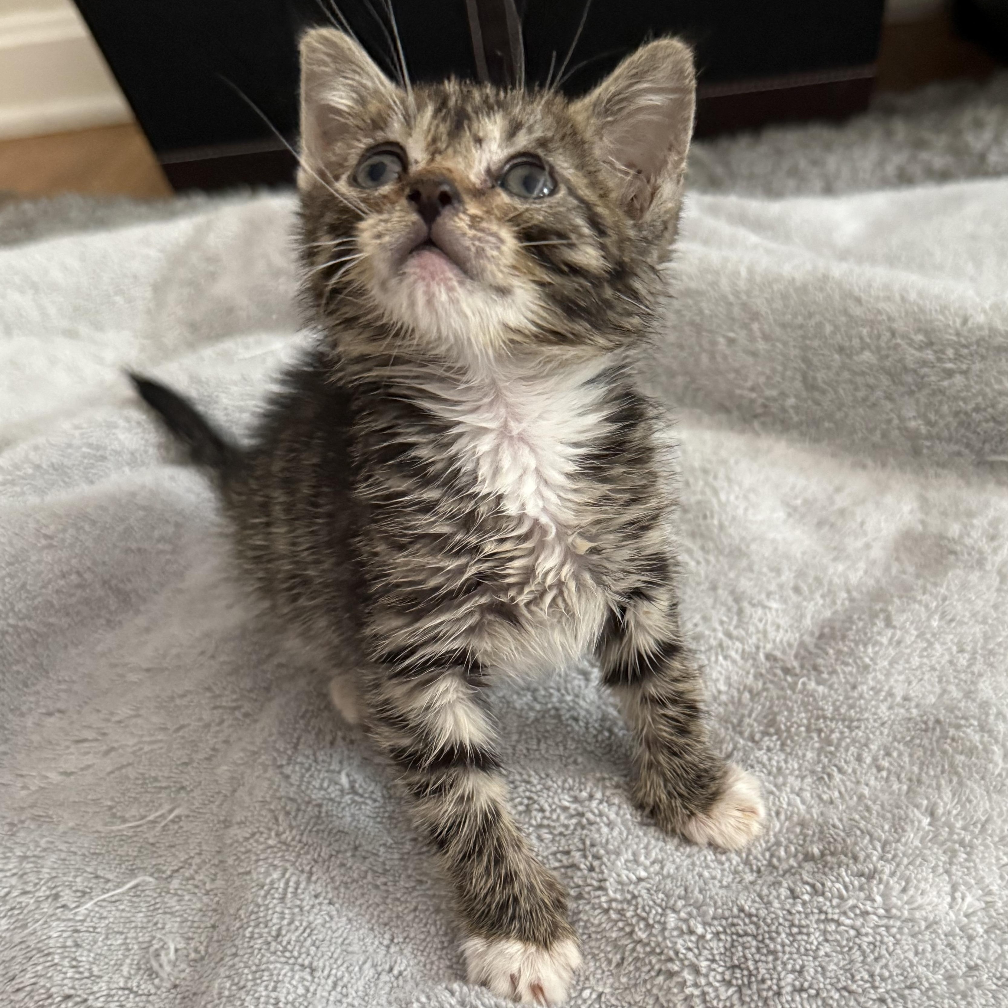 Enlarge Jonathan, a Adoptable mixed breed in Hyattsville, MD image 6/6