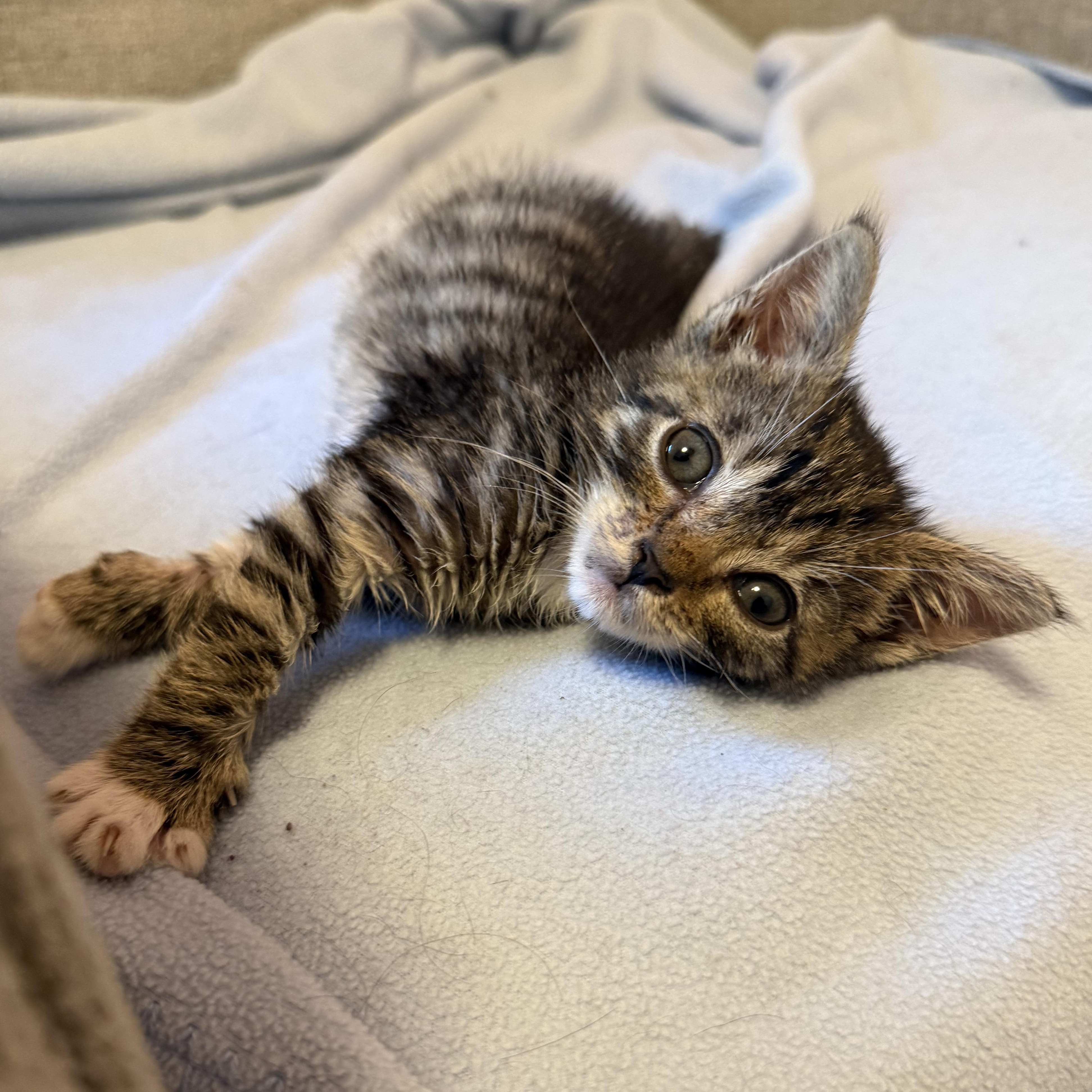 Enlarge Jonathan, a Adoptable mixed breed in Hyattsville, MD image 5/6