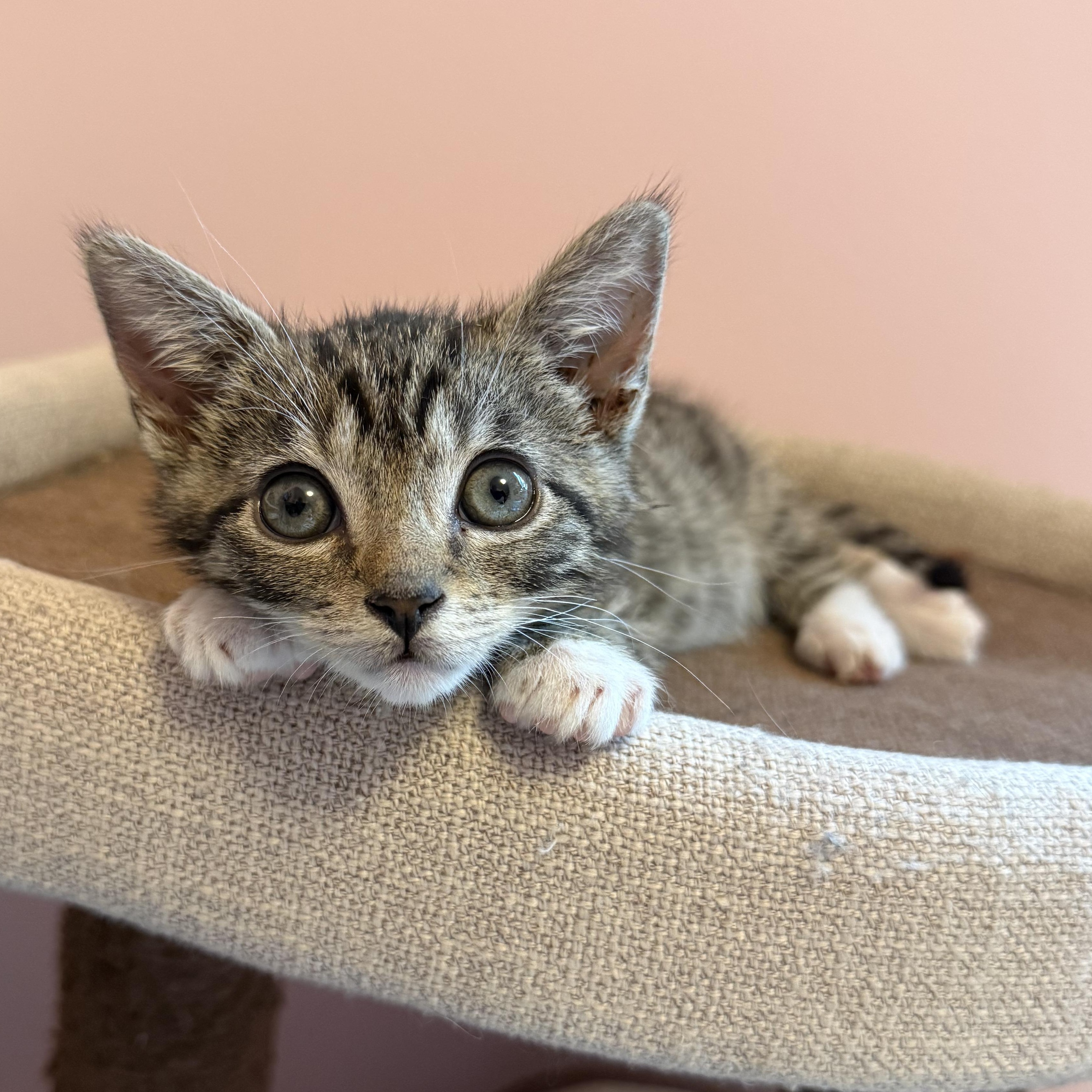 Jonathan, Adoptable, Kitten Male Tabby & Domestic Short Hair.