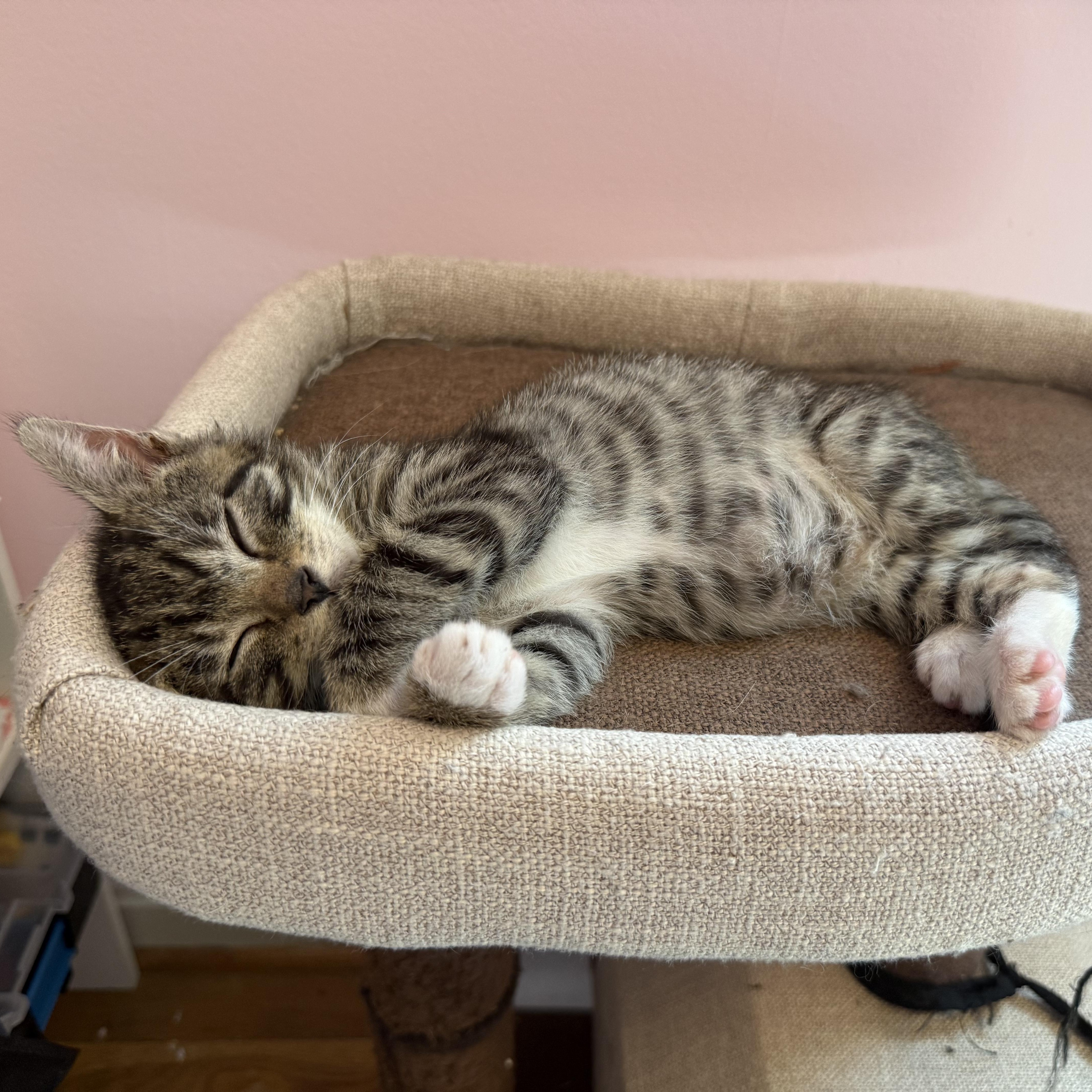Enlarge Jonathan, a Adoptable mixed breed in Hyattsville, MD image 3/6