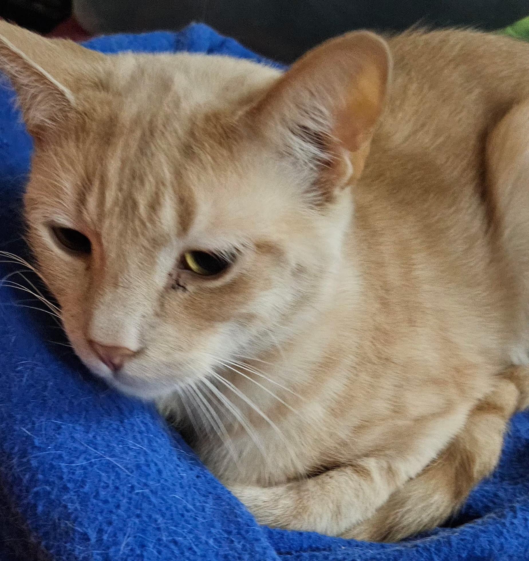 Enlarge Sammy, a ADOPTABLE Domestic Short Hair in Kirklin, IN image 1/4