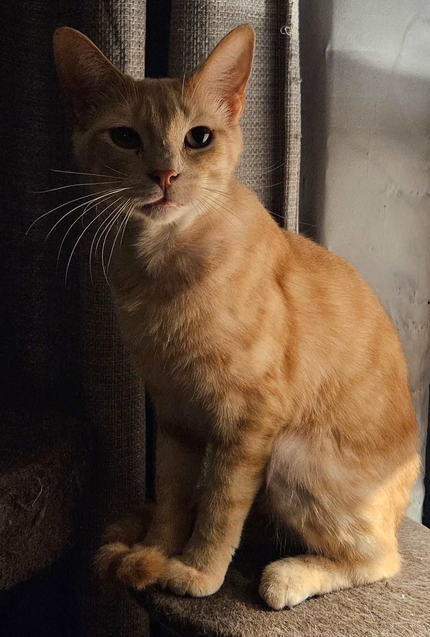 Enlarge Sammy, a ADOPTABLE Domestic Short Hair in Kirklin, IN image 4/4