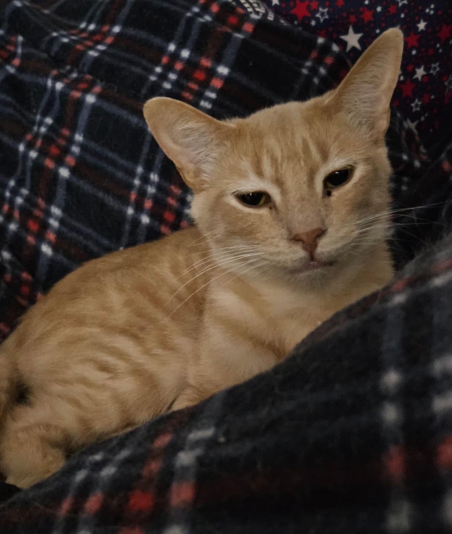 Enlarge Sammy, a ADOPTABLE Domestic Short Hair in Kirklin, IN image 3/4