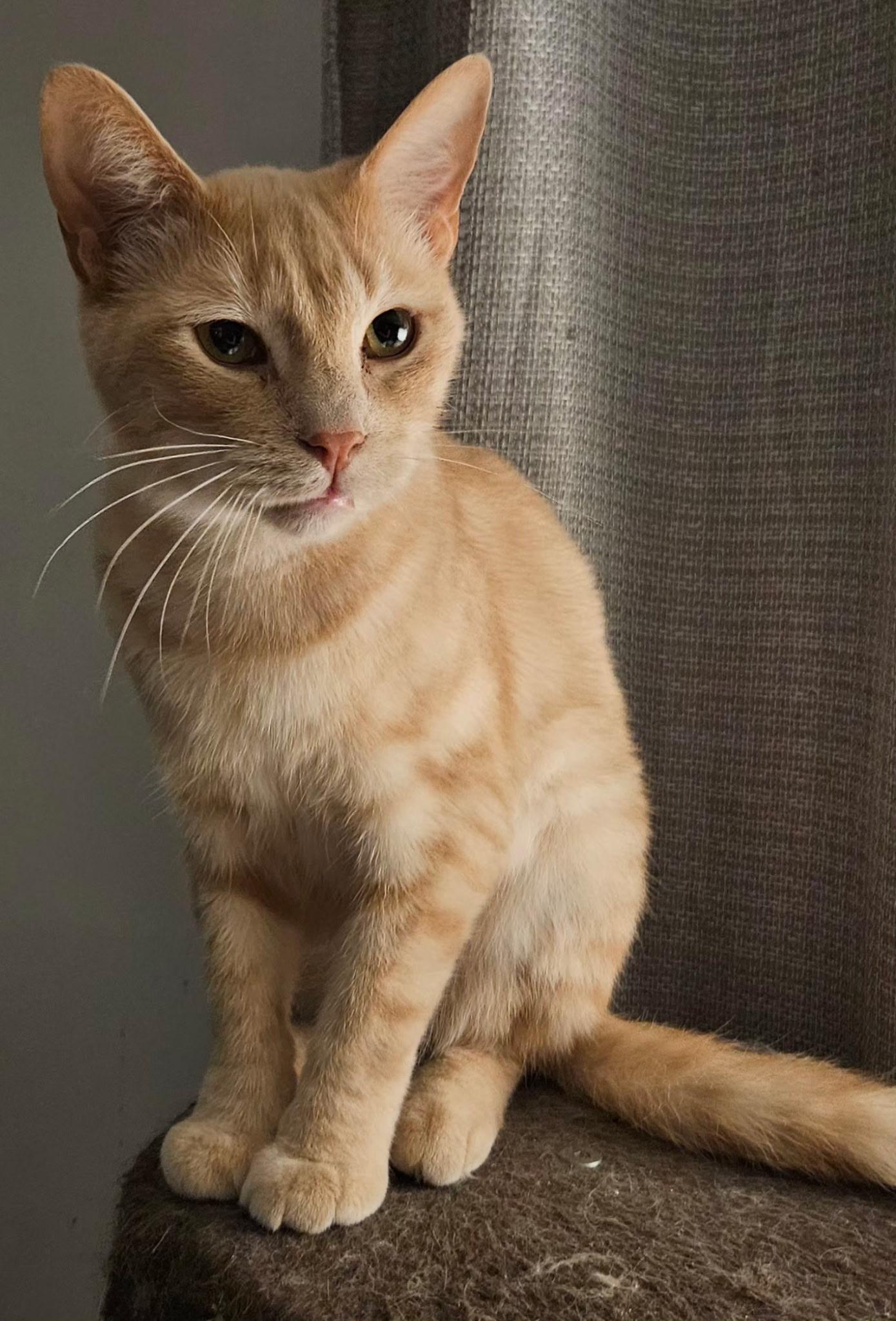 Enlarge Sammy, a ADOPTABLE Domestic Short Hair in Kirklin, IN image 2/4