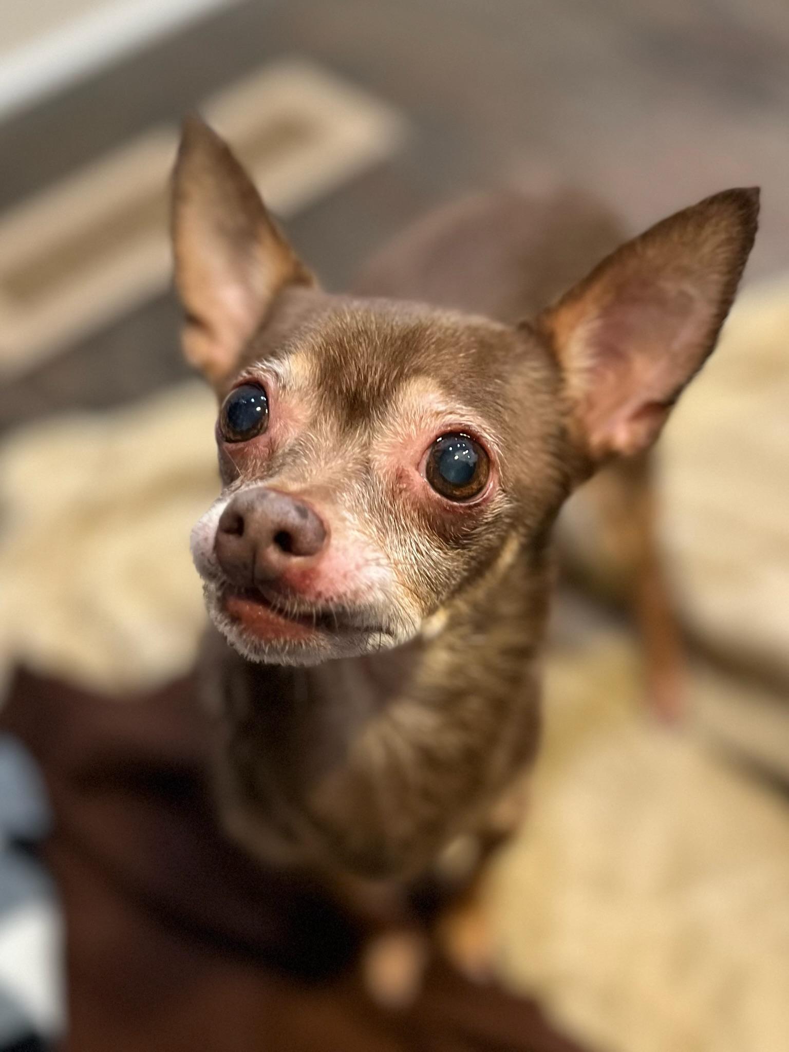 Bea, ADOPTABLE, Senior Female Chihuahua.