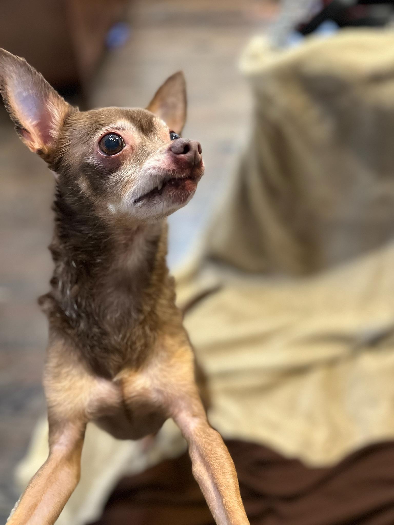 Enlarge Bea, a ADOPTABLE mixed breed in Lawrenceville, GA image 3/4